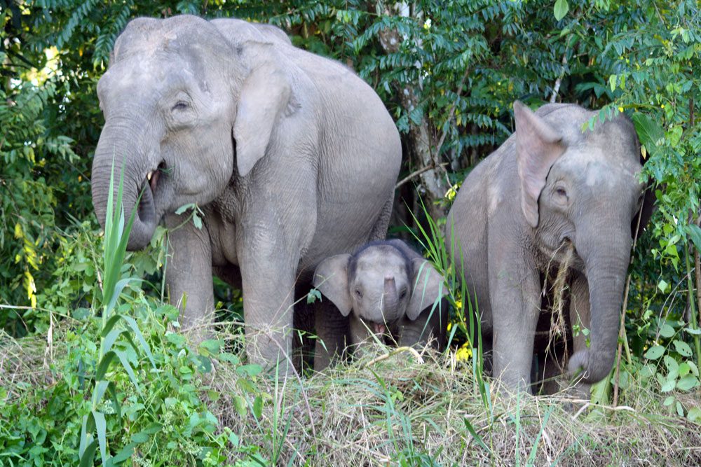 Elefanten Borneo