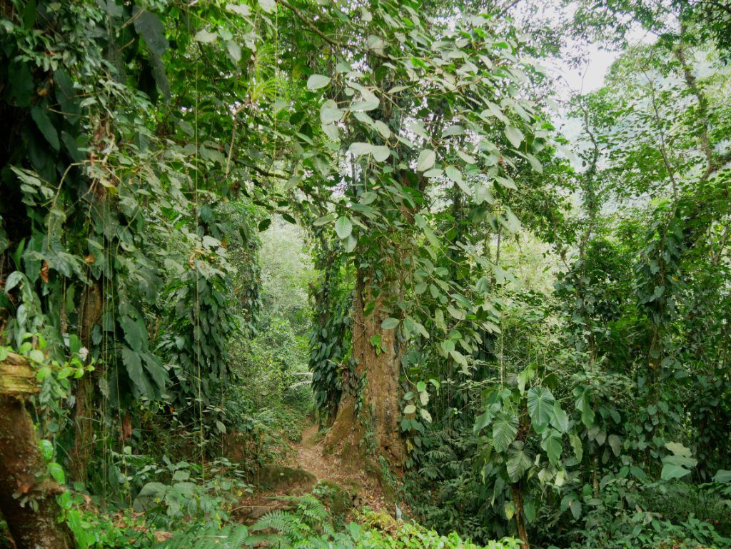 Regenwald Kolumbien