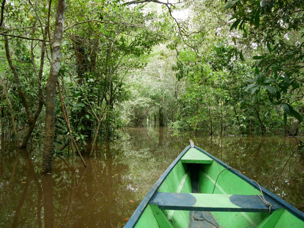 Floating Forests Amazon