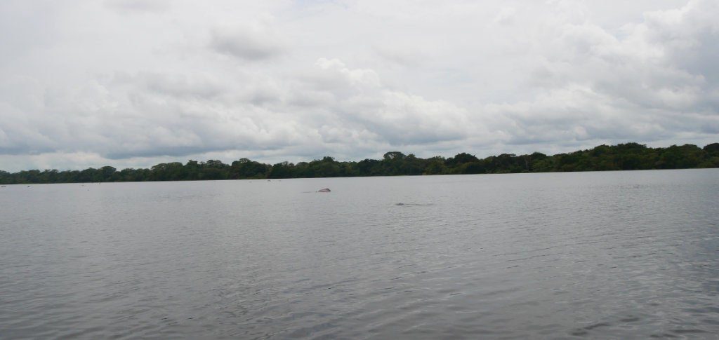 Rosa Flussdelfine Kolumbien