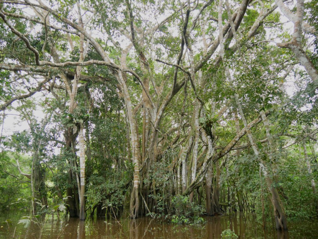 Schwimmende Wälder Amazonas