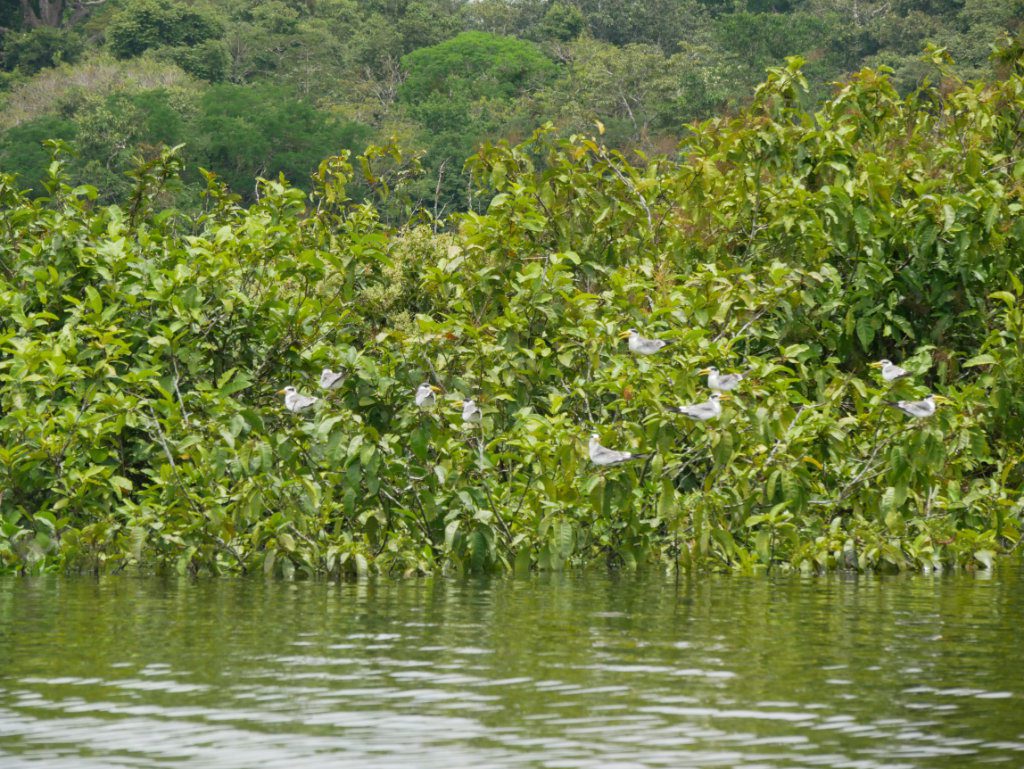 Vögel Amazonas Kolumbien