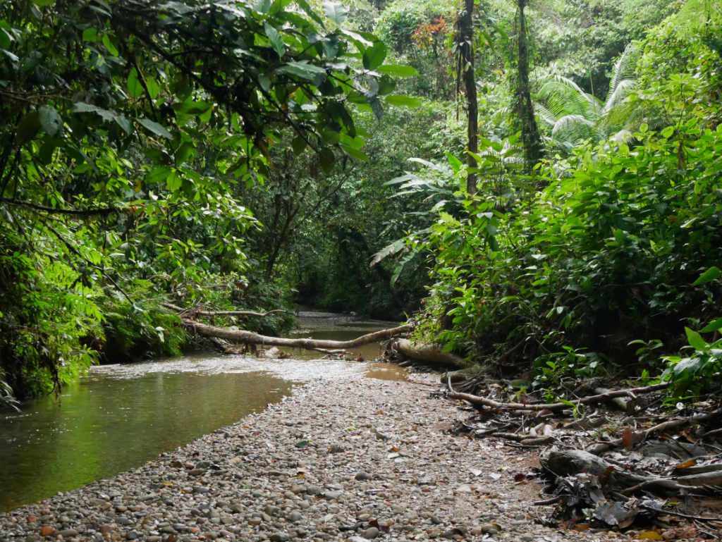 Regenwald San Cipriano Kolumbien