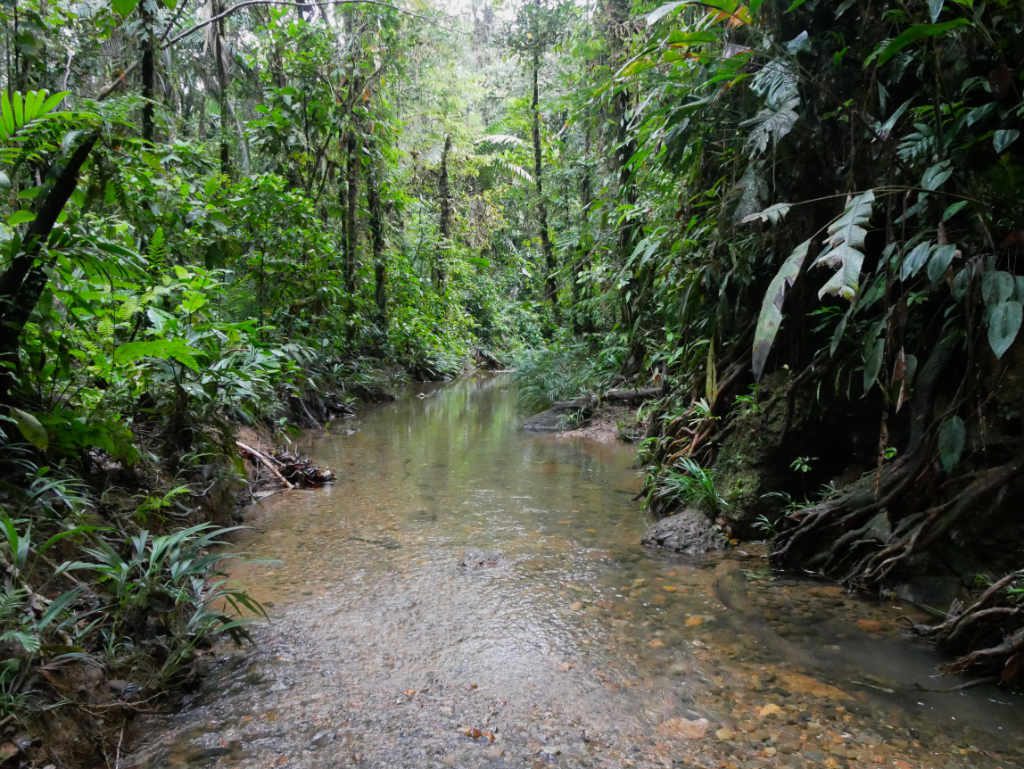San Cipriano Kolumbien Regenwald