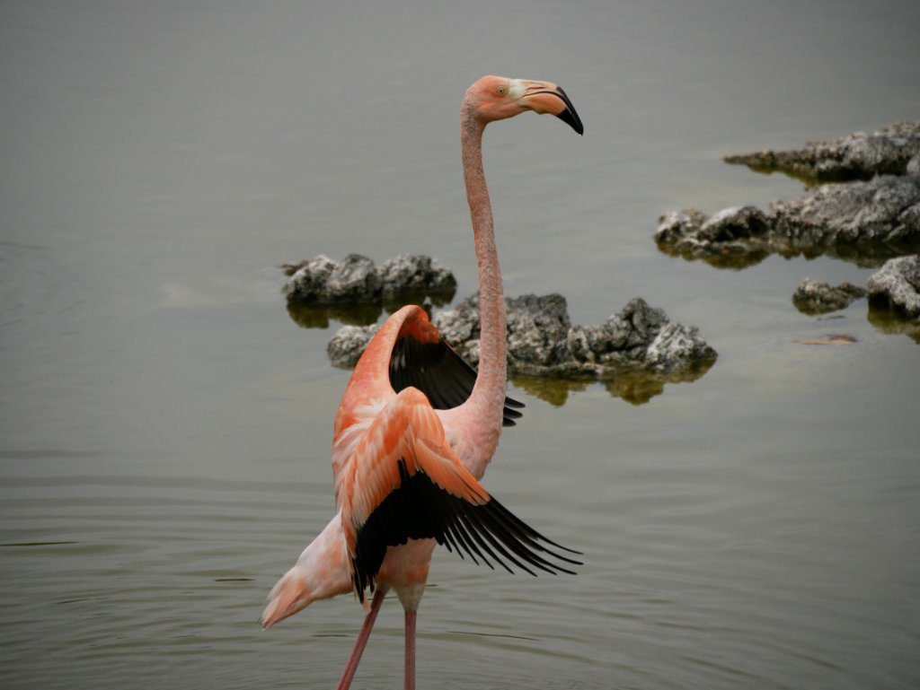 Flamingo Isabela www.travelmaniacs.de