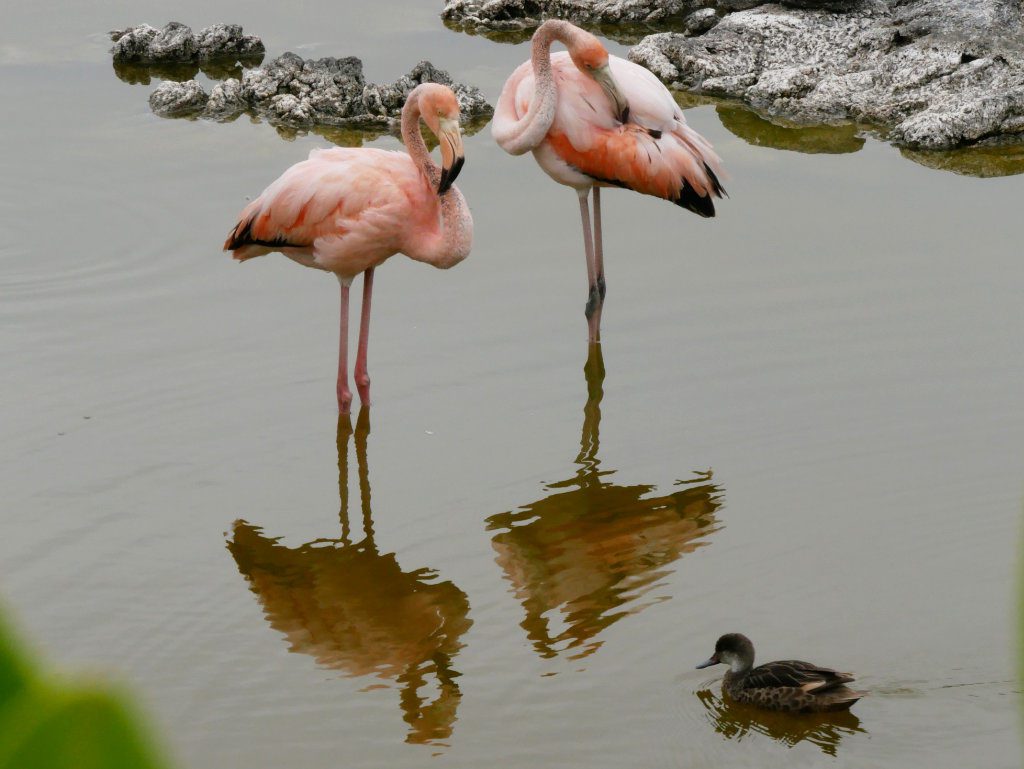 Flamingos Galapagos