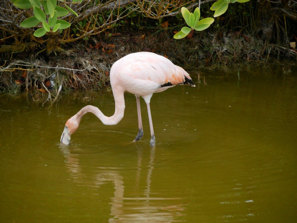 Flamingos Isabela Galapagos