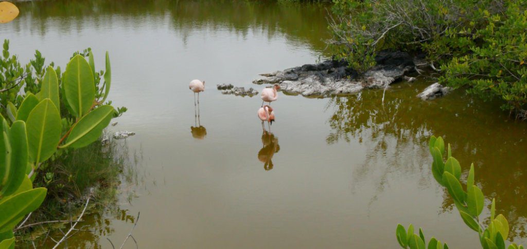 Isabela Laguna de los Flamingos