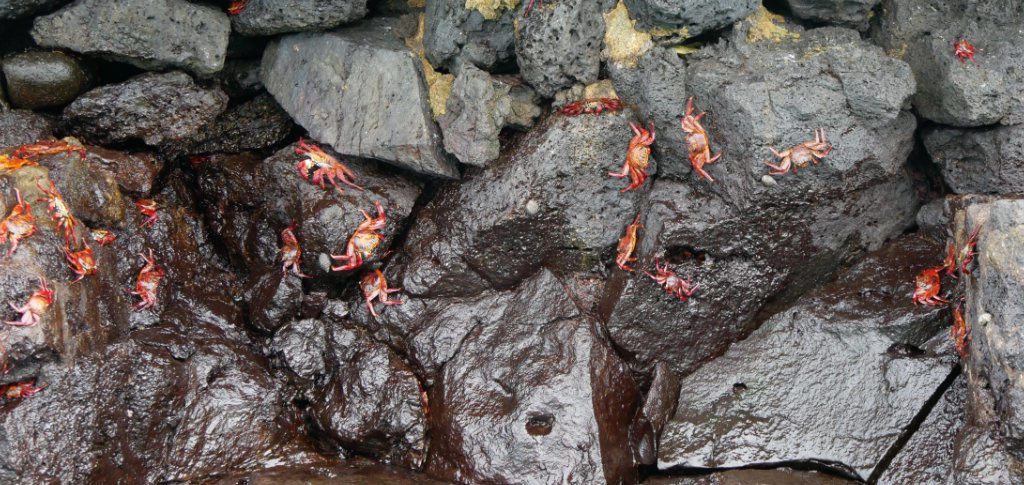 Rote Klippenkrabben Galapagos