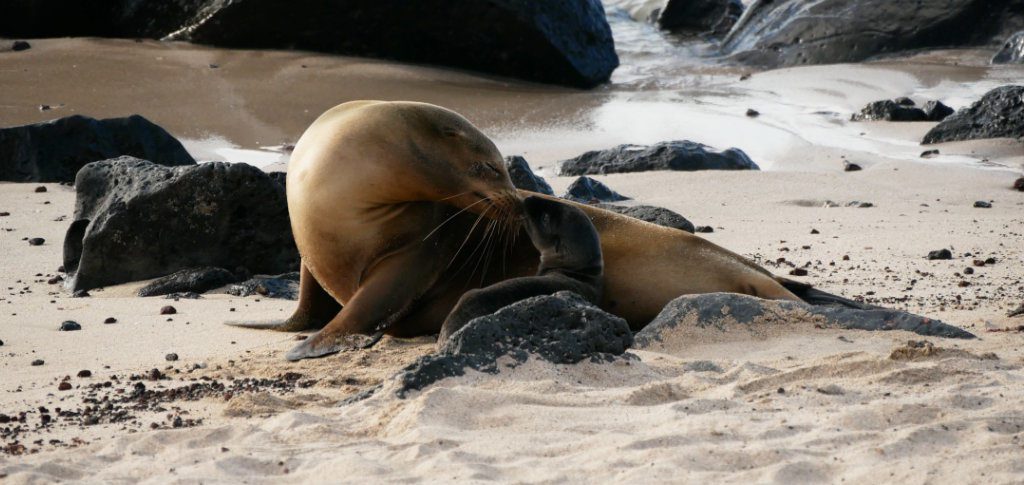 Seelöwen San Cristobal Strand Galapagos