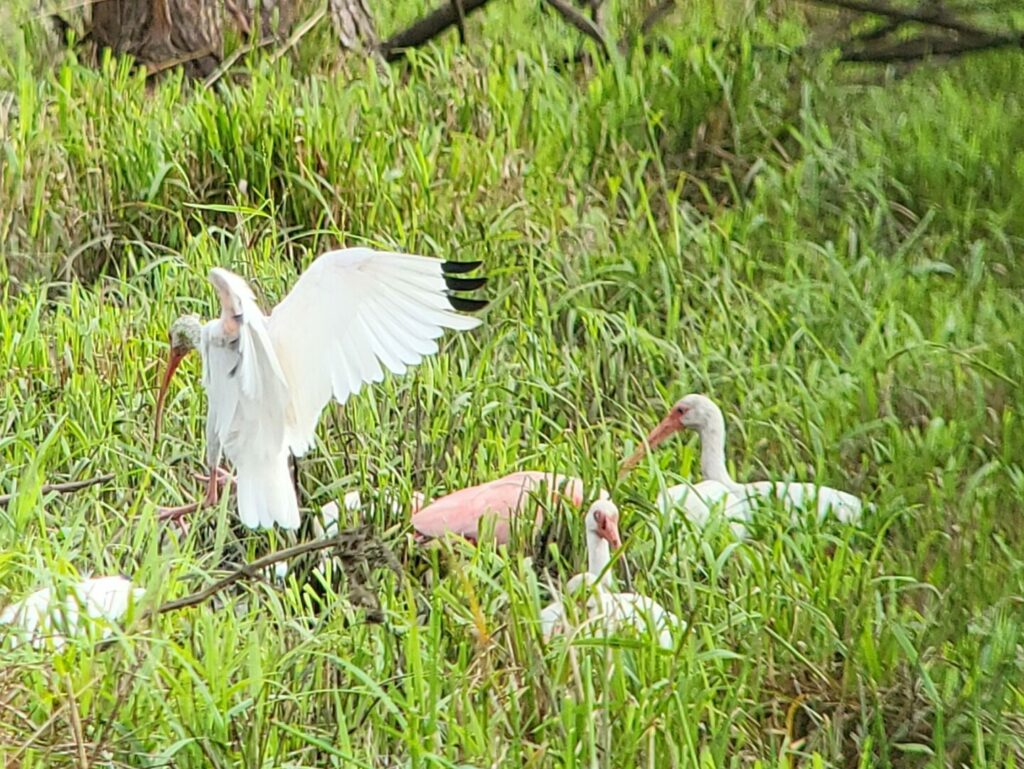 Vögel Costa Rica