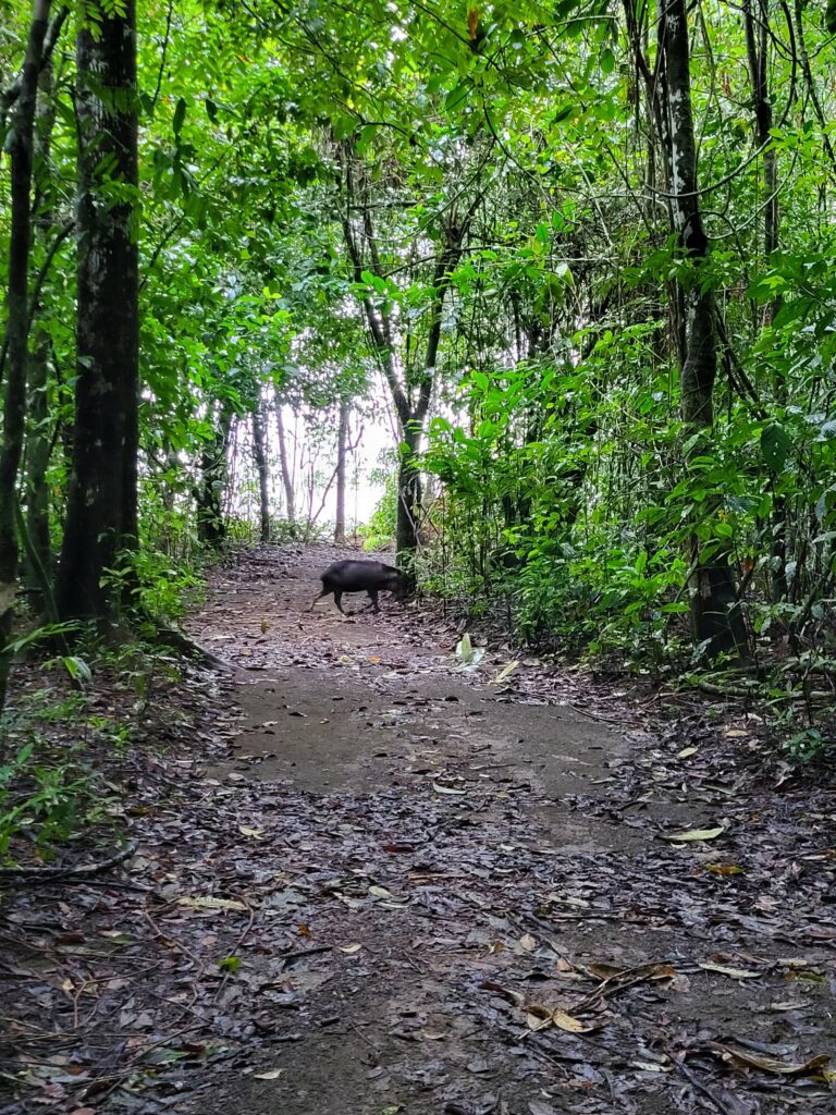 Wildschwein Corcovado Nationalpark