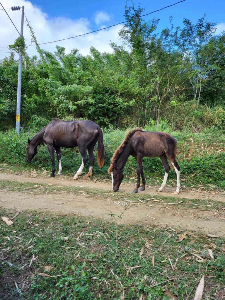 Wilde Pferde Costa Rica Bahía Salinas